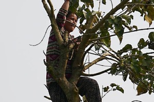 Arrampicata su questo albero ad alto fusto, una giovane donna Tharu taglia i rami con la roncola sorreggendosi con l'altra mano al tronco in equilibrio precario, villaggio di Bacchauli, Chitwan National Park, Nepal 2018.