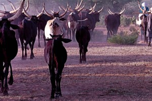 Accampamento nei dintorni di Abalak, Niger 2019