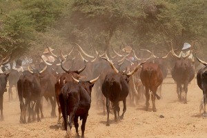 Dintorni di Abalak, Niger 2019