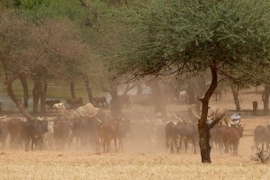 Dintorni di Abalak, Niger 2019