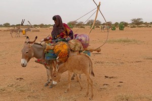 Un cucciolo di mulo sta accanto alla madre cavalcata da una donna Wodaabe che ha caricato tuute le sue poche cose ed è pronta a partire per raggiungere il luogo dove motare il nuovo accampamento, dintorni del villaggio Escale Yaya, Niger 2019.