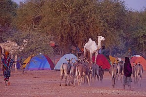 Accampamento nei dintorni di Abalak, Niger 2019