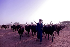 Accampamento nei dintorni di Abalak, Niger 2019