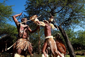 I combattimenti simulati tra i guerrieri Zulu fanno parte delle cerimonie in onore degli antenati e dei loro spiriti guerrieri. Indossano il grembiule anteriore (isinene) e il grembiule posteriore (ibheshu) che hanno lo scopo di coprire i genitali e le glutei. I peli della coda di una mucca (amashoba) sono indossati sulla parte superiore delle braccia e sotto le ginoccha per ingigantire la massa muscolare al fine di incutere soggezione ai nemici. La mazza da combattimento, denominata "Knobkierie" è ricavata dai rami di un albero particolarmente duro (l'Ironwood) e può procurare anche traumi mortali nel combattimento corpo a corpo. Gli scudi sono in pelle di vacca rinforzati sul retro con lo stesso legno della mazza. Villaggio Shakaland, Provincia del KawZulu-Natal, Sud Africa 2012