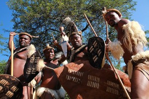 I combattimenti simulati tra i guerrieri Zulu fanno parte delle cerimonie in onore degli antenati e dei loro spiriti guerrieri. Indossano il grembiule anteriore (isinene) e il grembiule posteriore (ibheshu) che hanno lo scopo di coprire i genitali e le glutei. I peli della coda di una mucca (amashoba) sono indossati sulla parte superiore delle braccia e sotto le ginoccha per ingigantire la massa muscolare al fine di incutere soggezione ai nemici. La mazza da combattimento; denominata "Knobkierie" è ricavata dai rami di un albero particolarmente duro (l'Ironwood) e può procurare anche traumi mortali nel combattimento corpo a corpo. Gli scudi sono in pelle di vacca rinforzati sul retro con lo stesso legno della mazza. La lancia, più corta e con la punta più larga ed affilata come una sciabola, veniva utilizzata nei combattimenti ravvicinati e prende il nome di "Assegai". Villaggio Shakaland; Provincia del KawZulu-Natal; Sud Africa 2012