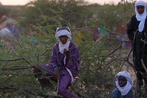 Gerewoll Niger Bororo 2018