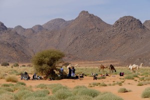 All'ombra di un raro albero di acacia un gruppo di Tuareg Kel Air si ferma per una sosta mentre i dromedari brucano i ciuffi d'erba nei dintorni, Regione di Arakau, Massiccio montuoso dell'Air, Niger 2020