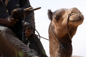 Primo piano della parte frontale della sella di un Tuareg Kel Air che tiene serrata con la sua mano la corda che lo collega al dromedario, Regione dell'Air, Niger 2020