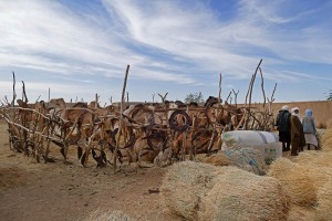 Nel mercato degli animali di Agadez, alcuni dromedari sono rinchiusi all'interno di questo recinto realizzato con pali di legno e coperchi arrugginiti di bidoni dismessi, Niger 2020