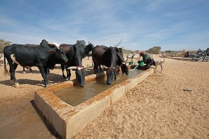 Donna Kel Air lava alcuni indumenti nell'abbeveratoio, deserto del Sahara, Regione dell'Air, Niger 2020