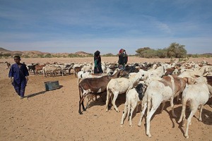 Deserto del Sahara, Regione dell'Air, pastori nomadi Kel Air (etnia Tuareg), Niger 2020