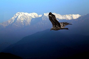 Un'aquila vola nel cielo terso della catena montuosa dell'Annapurna, il magnifico anfiteatro di roccia e ghiaccio, Nepal 2018