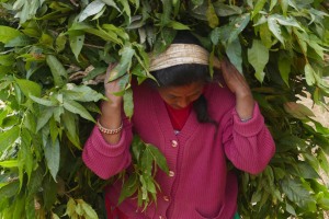 Primo piano di una donna Sherpa che, china sotto il peso del foraggio che ha tagliato e caricato sulla schiena, sta rientrando nel villaggio di Khokanà, Nepal 2018.