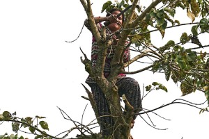 Ritratto di una giovane donna Tharu che, ad un'altezza di circa cinque metri dal suolo, appollaiata sul tronco di questo albero, taglia con una roncola i rami restando in equilibrio instabile: la smorfia sul viso testimonia la fatica che sta mettendo nel fare questo lavoro, villaggio di Bacchauli, Chitwan National Park, Nepal 2018.