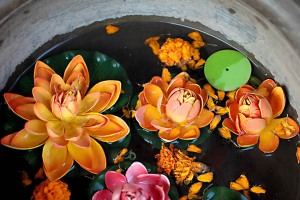 All'interno di una tinozza con dell'acqua sono stati inseriti dei fiori di loto (in sanscrito "Padme") appena fuori dell'ingresso di una casa privata nepalese: il fiore di loto esprime purezza e bellezza in quanto, nonostante affondi le sue radici nel fango degli stagni, produce splendidi fiori che galleggiano sopra al pelo dell'acqua. La simmetria dei petali rappresenta l'ordine sovrano del Cosmo e per questa ragione viene utilizzata come modello per la realizzazione dei mandala. L'immagine del loto è diffusa nella pratica di autoguarigione Ngal-so per identificare e riequilibrare i 5 Chakra. Anche nella bandiera nepalese è presente in forma stilizzata insieme al sole a 12  punte che rappresentano la speranza di una lunga durata del Paese e l'augurio che raggiunga la purezza del fiore di loto. Kathmandu, Nepal 2018