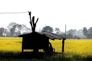 Nei campi coltivati dai contadini Tharu il colore giallo intenso dei fiori di senape è una costante: qui siamo nelle vicinanze del villaggio di Sauraha, Chitwan National Park, Nepal 2018.