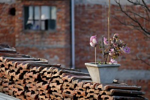 La ricostruzione post terremoto risulta evidente in ogni parte del Nepal: queste tegole, recuperate dal crollo di un tetto, verrano riutilizzate nella costruzione di un nuovo edificio. La pianta posta sopra di esse, con i fiori bianchi e lilla, è un raffinato tocco di eleganza. Villaggio di Kirtipur, Nepal 2018.