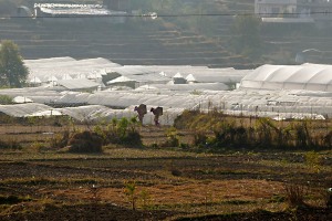 Nelle campagne circostanti il villaggio di Khokanà si coltivano ortaggi utilizzando le serre: qui due contadine Newari trasportano sulle grandi ceste issate sulla schiena (dal nome "Doko") ciò che hanno raccolto, Nepal 2018.