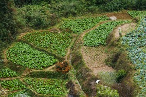 Un esempio di terrazzamento dei campi agricoli: questa tecnica viene adottata per rendere coltivabili territori di accentuata pendenza, soprattutto in collina ed in montagna, "rubando" spazio per le coltivazioni e creando, nel contempo, paesaggi mozzafiato. Questi campi coltivali sono stati strappati alla natura scavando interamente a mano senza alcun ausilio di strumentazioni meccaniche moderne. Dintorni del villaggio di Khokanà, Nepal 2018.