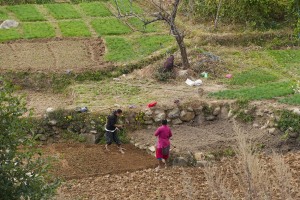 A piedi nudi sulla terra che hanno lavorato con la zappa, queste due donne Newari procedono insieme nel mettere a dimora le piantine che coltiveranno in questi piccoli fazzoletti di terra, dintorni del villaggio di Khokanà, Nepal 2018.