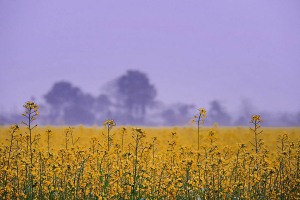 Primo piano di un campo coltivato a senape: i fiori di un giallo acceso contrastano con il blu del cielo, dintorni del villaggio di Bacchauli, Nepal 2018.