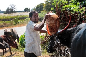 La solerzia, la cura, la dedizione e la premura di questo contadino nei confronti del suo animale è ammirabile: lo lava come se fosse un figlio e, quando si accorge di essere fotografato, mi sorride orgoglioso. Villaggio di Belur, regione del Karnataka, india 2015.