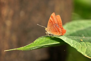 Una farfalla si è posata su una foglia di Ficus Iyrata, una pianta sempreverde che può raggiungere i 25 metri di altezza. L'albero ha oroigini tropicali ed è diffuso in Asia come in Africa.