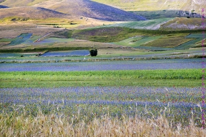 Castelluccio di Norcia 2018.